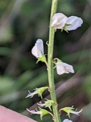 Melilotus albus
