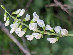 Melilotus albus