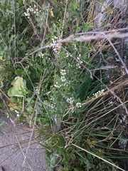 Melilotus albus