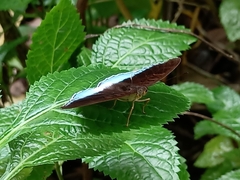 Tanaecia iapis