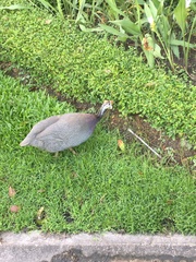 Numida meleagris domesticus