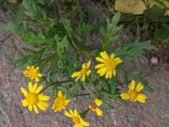 Senecio squalidus