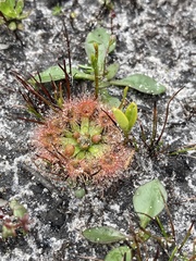 Drosera pulchella