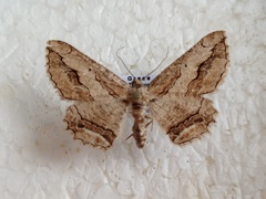 Menophra berenicidaria