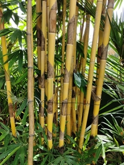 Bambusa vulgaris
