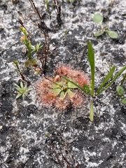 Drosera pulchella