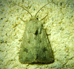 Anarta sodae