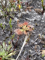 Drosera pulchella