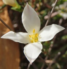 Lachnaea grandiflora