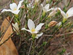 Lachnaea grandiflora