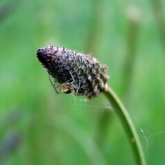 Theridion pyramidale