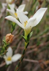 Lachnaea grandiflora