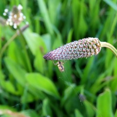 Theridion pyramidale
