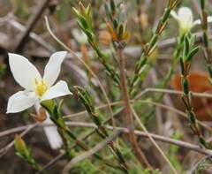 Lachnaea grandiflora