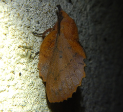 Gastropacha quercifolia