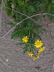 Senecio squalidus