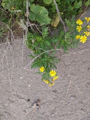 Senecio squalidus