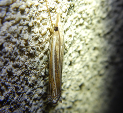 Ancylolomia