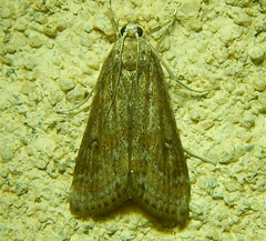 Parapoynx stratiotata