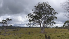 Eucalyptus nitida
