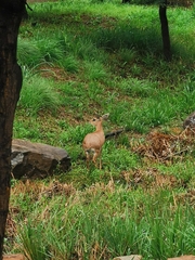 Raphicerus campestris
