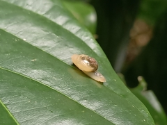 Helicarion perfragilis