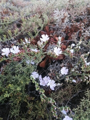 Limonium scabrum