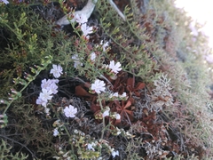 Limonium scabrum