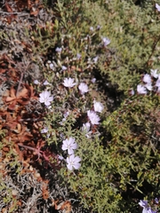 Limonium scabrum