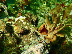 Hippocampus abdominalis
