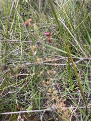 Drosera drummondii
