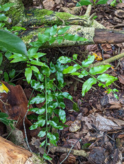 Asplenium oblongifolium