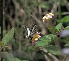 Protographium leosthenes