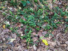 Blechnum filiforme
