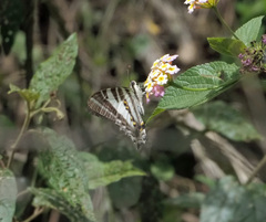 Protographium leosthenes
