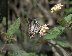 Protographium leosthenes