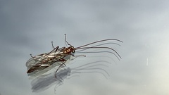 Ophion obscuratus
