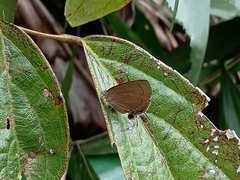 Remelana jangala travana