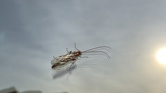 Ophion obscuratus