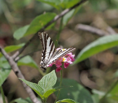 Protographium leosthenes