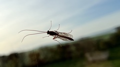 Ophion obscuratus