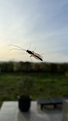 Ophion obscuratus