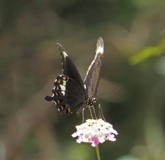 Papilio fuscus