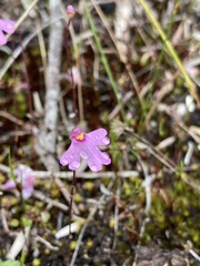Utricularia multifida