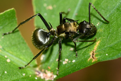Polyrhachis militaris