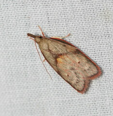 Enchocrates glaucopis
