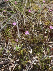 Utricularia multifida