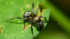 Polyrhachis militaris