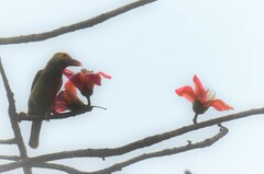 Psilopogon zeylanicus