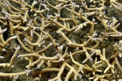 Acropora muricata